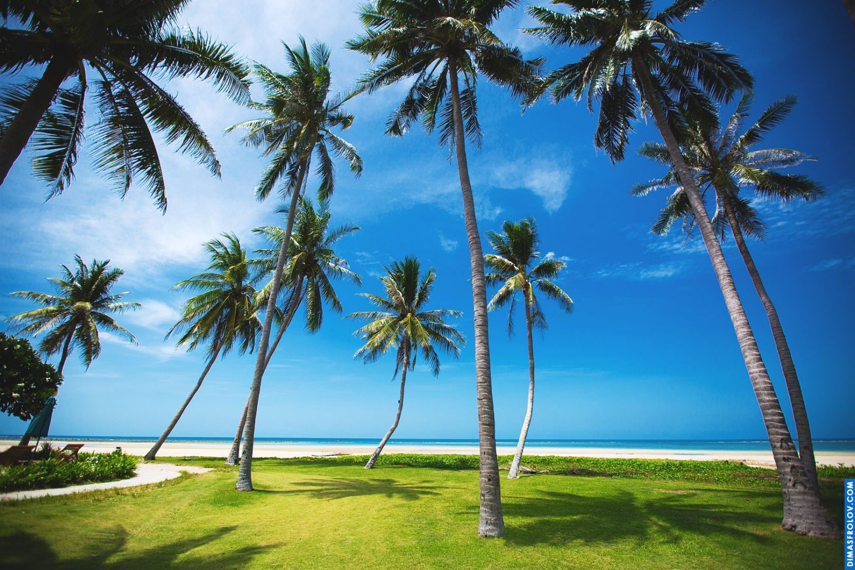 Tropical beach with tall palm trees casting shadows on the white sand under a clear blue sky